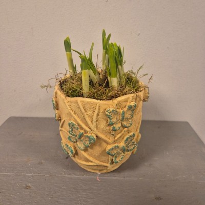 voorjaarsbakje vlinder